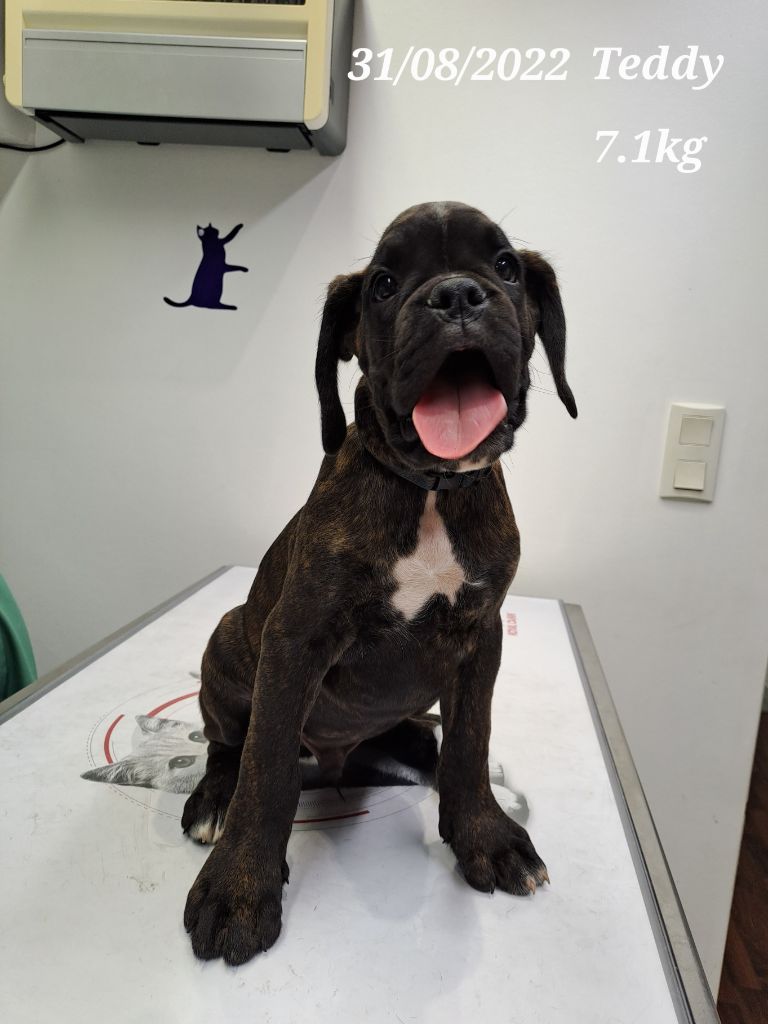 De La Combe De Dana - Chiots disponibles - Boxer