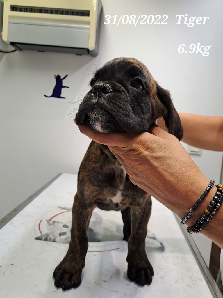 De La Combe De Dana - Chiots disponibles - Boxer