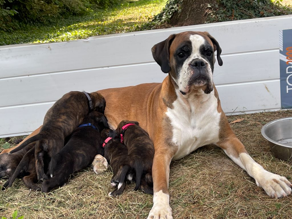 Chiot Boxer De La Combe De Dana